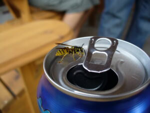 Single yellow jacket wasp